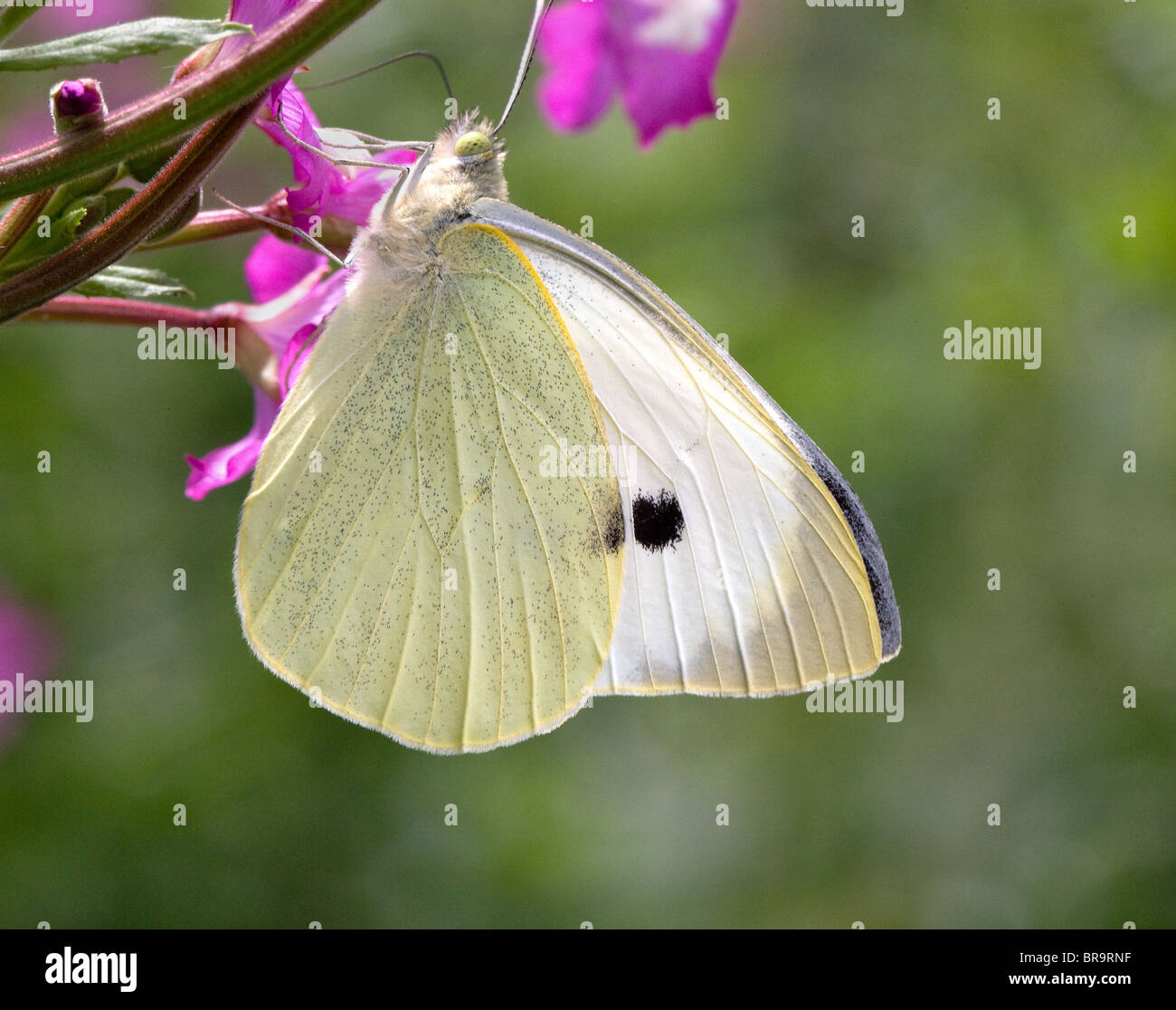 Large White butterfly Pieris brassicae feeding on Greater Willowherb Stock Photo