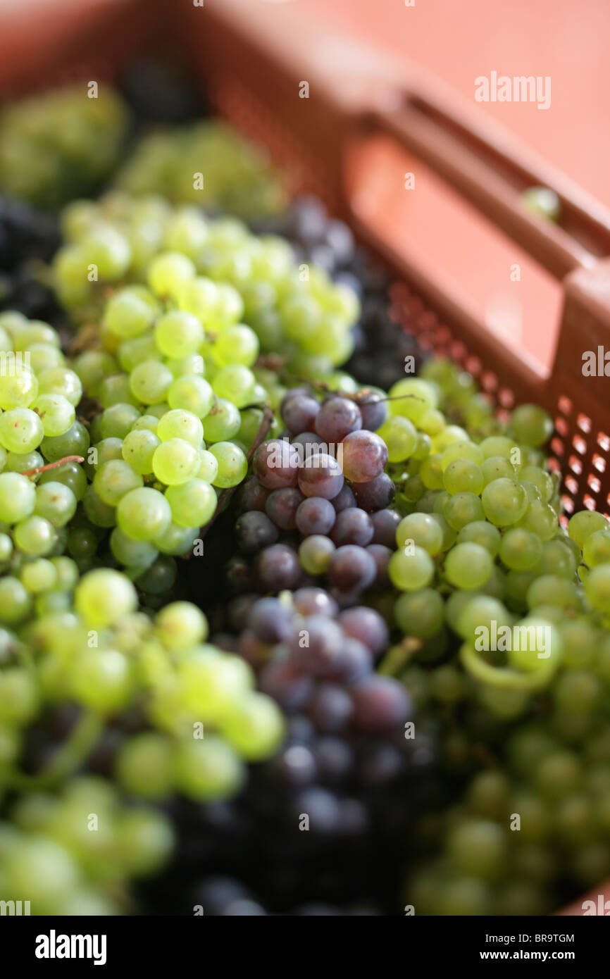 Biodynamic winemaking hi-res stock photography and images - Alamy
