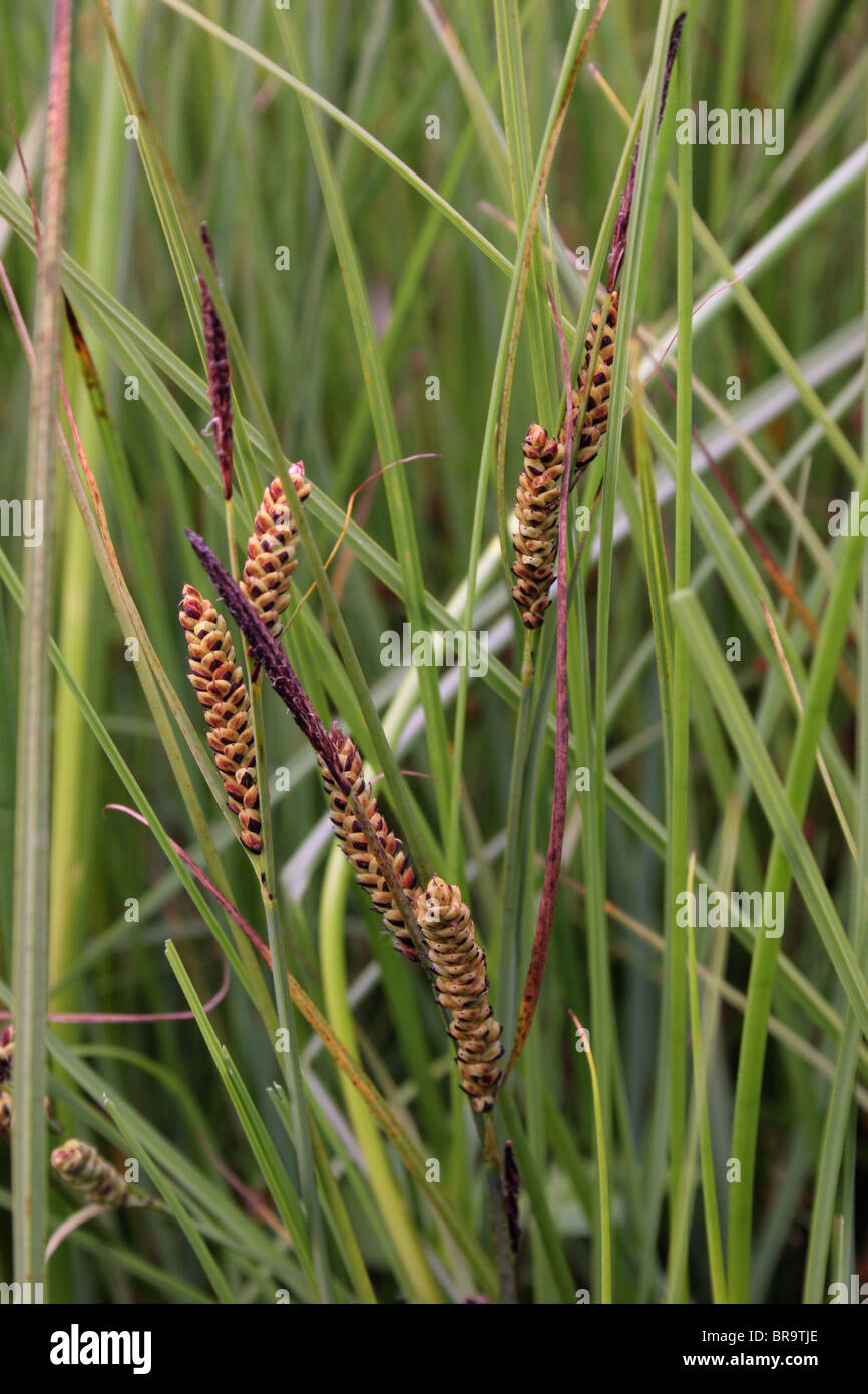 Common sedge (Carex nigra : Cyperaceae), UK. Stock Photo