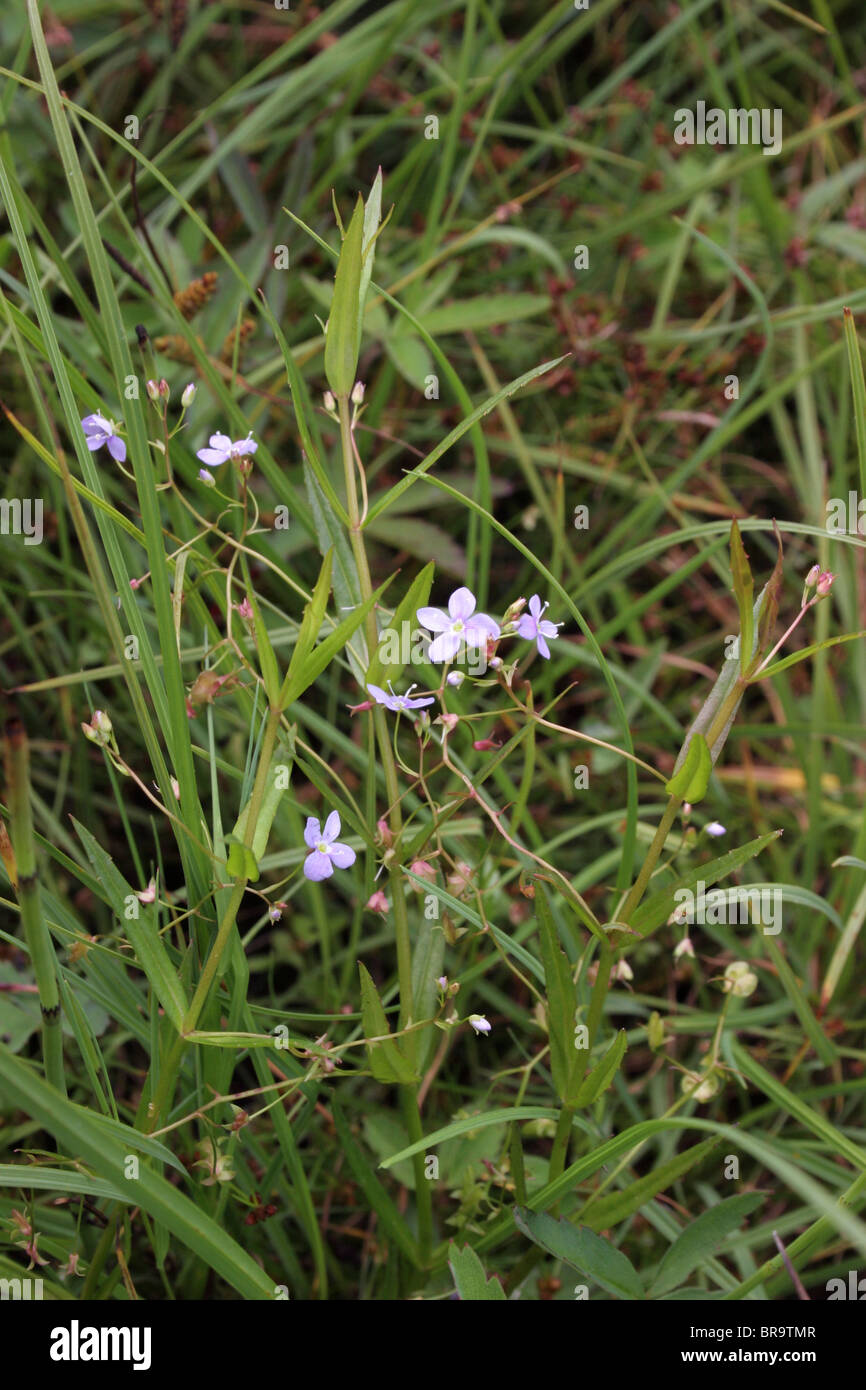 Marsh speedwell (Veronica scutellata : Scrophulariaceae), UK. Stock Photo