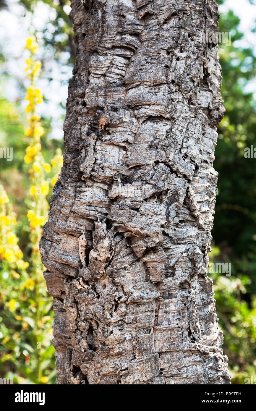 Cork tree trunk Stock Photo Alamy