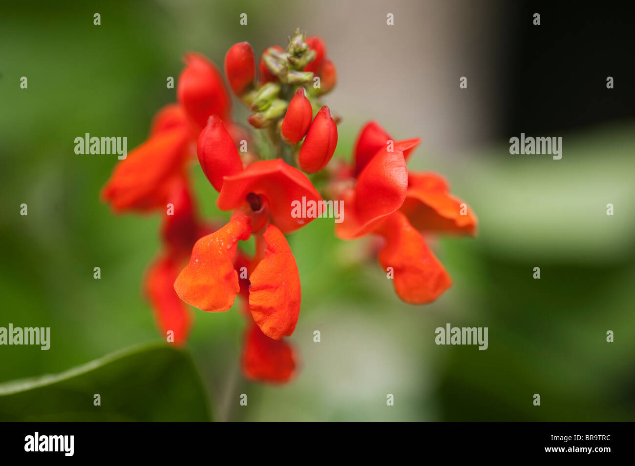 Runner bean flower hires stock photography and images Alamy