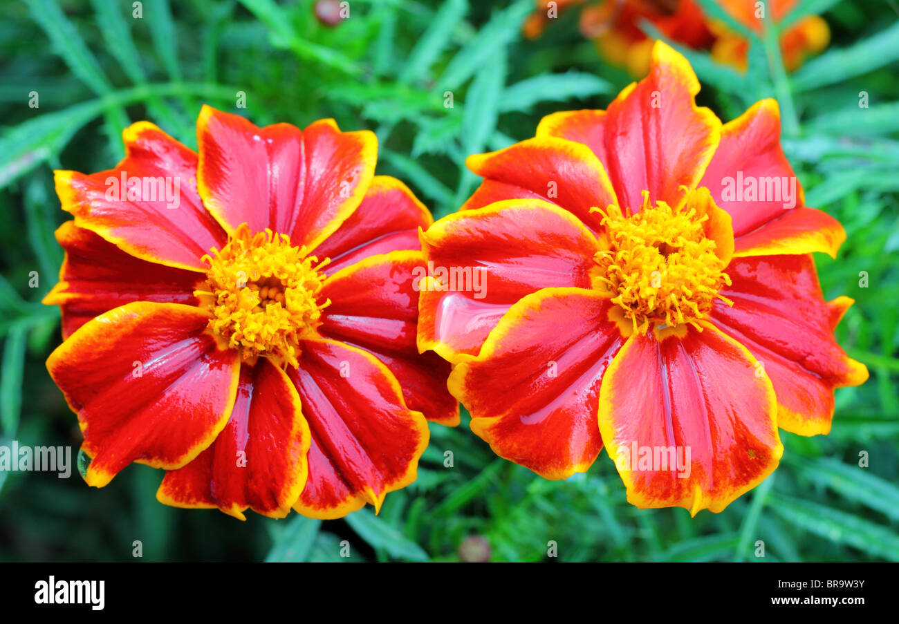 Two red marigolds close up Tagetes Stock Photo