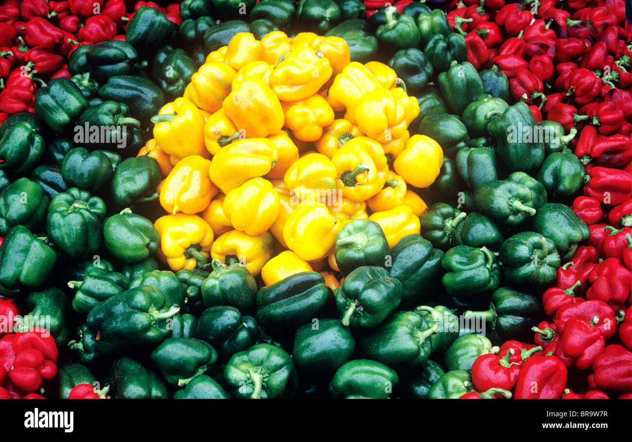 Red, green and yellow bell peppers grown in Holland Stock Photo - Alamy
