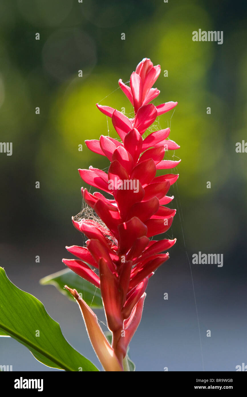 Red ginger plant in the Manuel Antonio National Park in Puntarenas