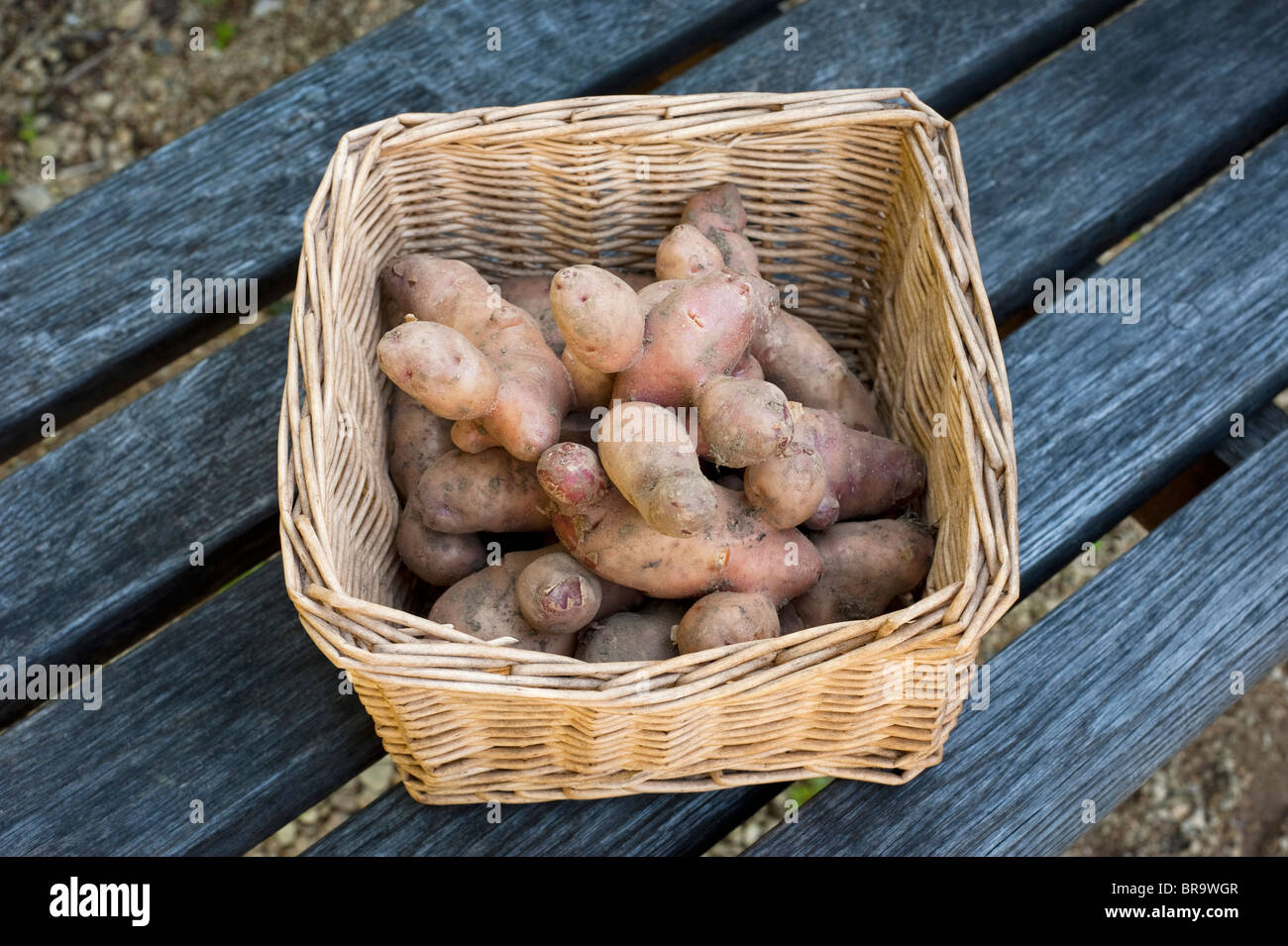 Harvested potatoes, Solanum tuberosum 'Pink Fir Apple', on display at Painswick Rococo Garden in The Cotswolds, United Kingdom Stock Photo