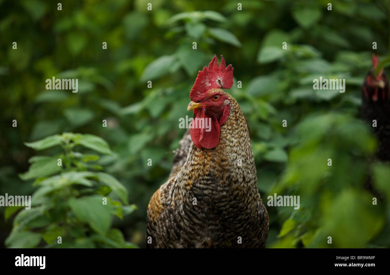 A rooster stands in the backyard of a house in Cuetzalan del Progreso Mexico Stock Photo