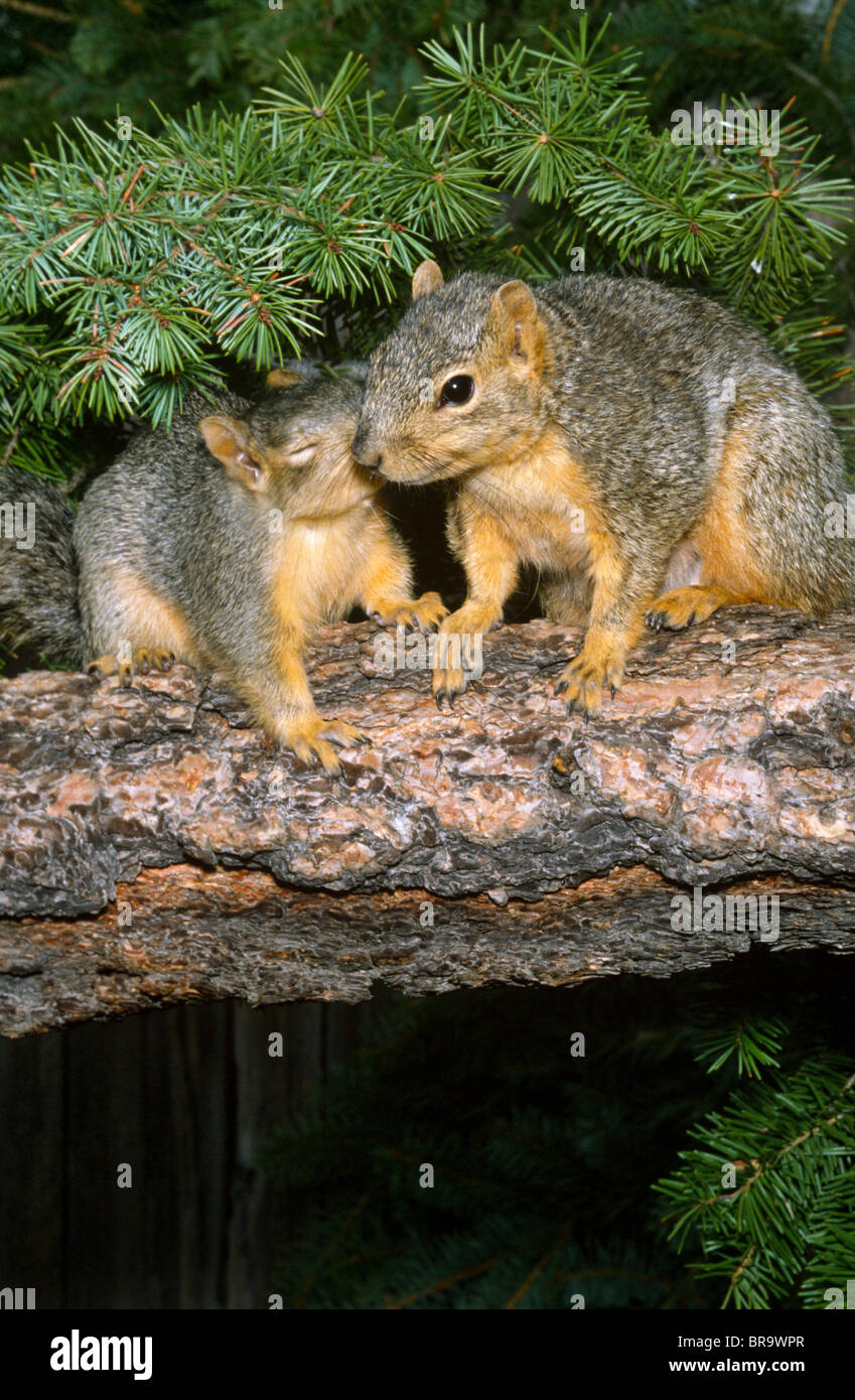 Eastern Fox Squirrels Mother & Young Sciurus carolinensis Eastern USA Stock Photo