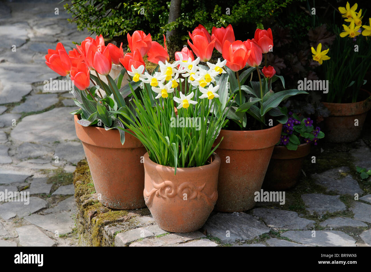 Daffodils in pots hires stock photography and images Alamy