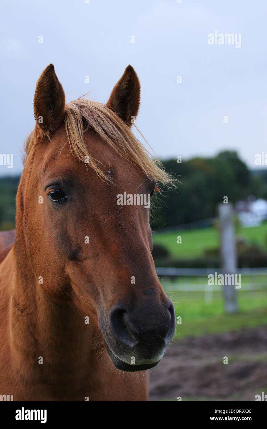 Portrait of chestnut coloured horse Stock Photo Alamy