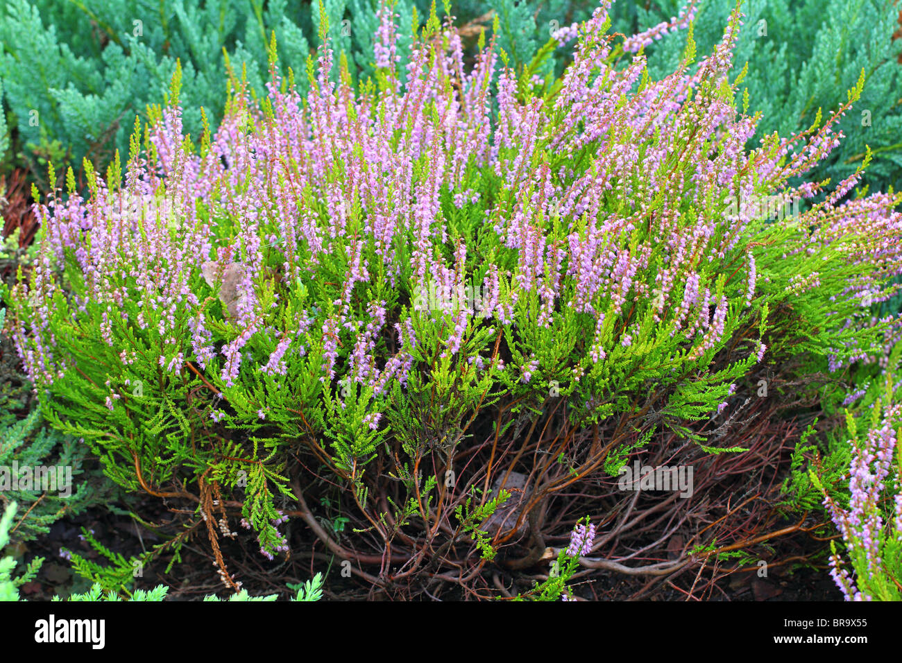 Purple heather blooming Stock Photo