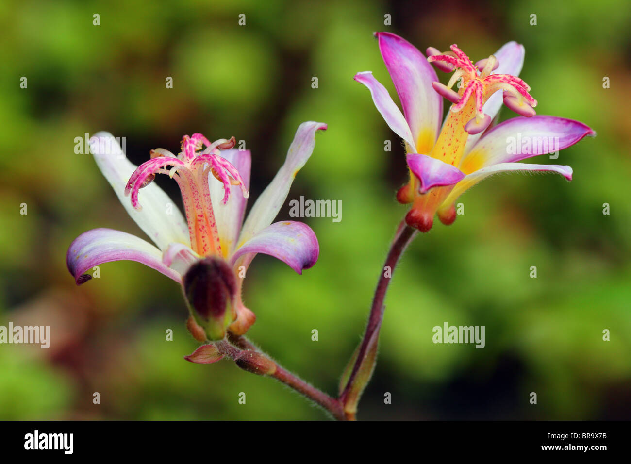 Toad lily flowers close up Tricyrtis hirta Stock Photo