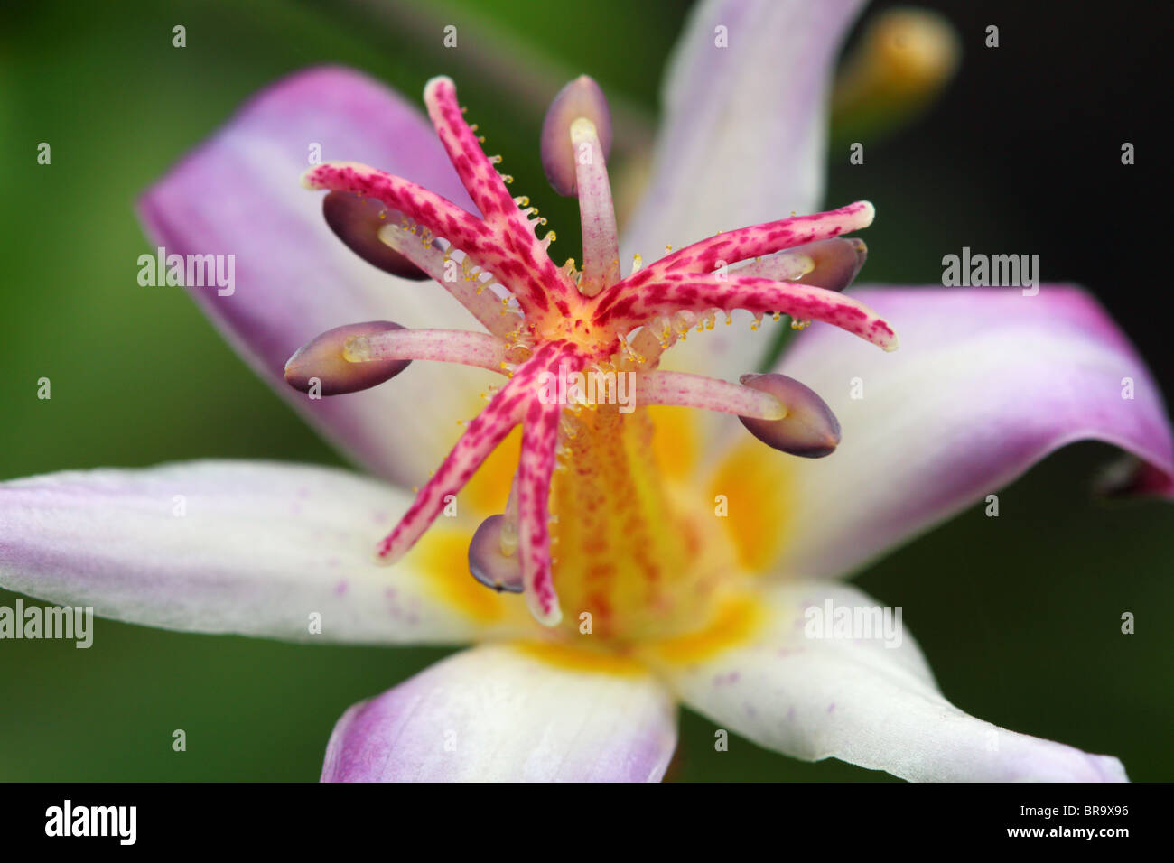 Toad lily flower close up Tricyrtis hirta Stock Photo