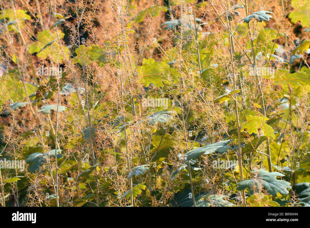 Macleaia Bocconia cordata herb in autum Stock Photo