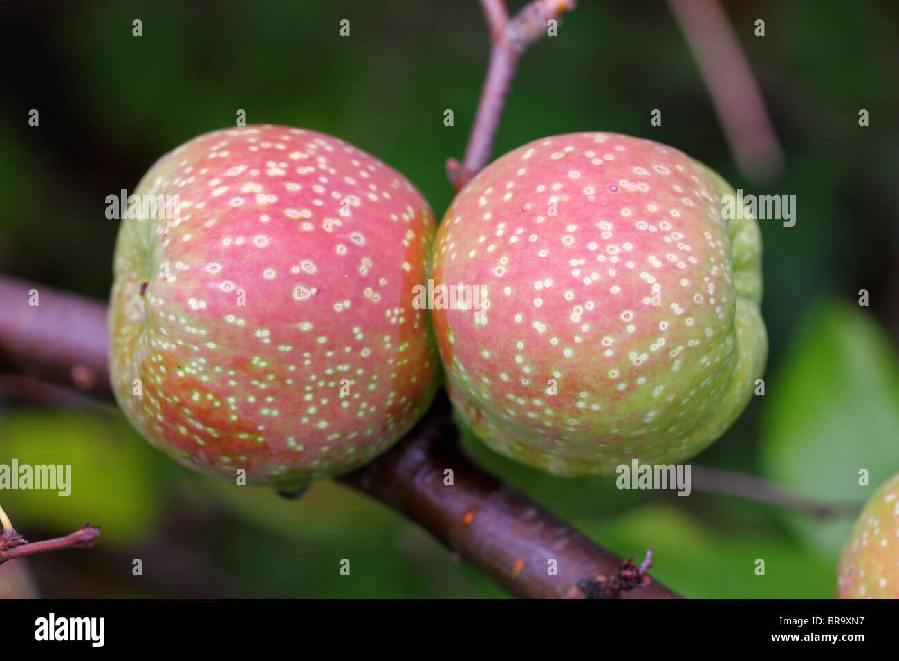 Japanese quince fruits Chaenomeles superba Stock Photo
