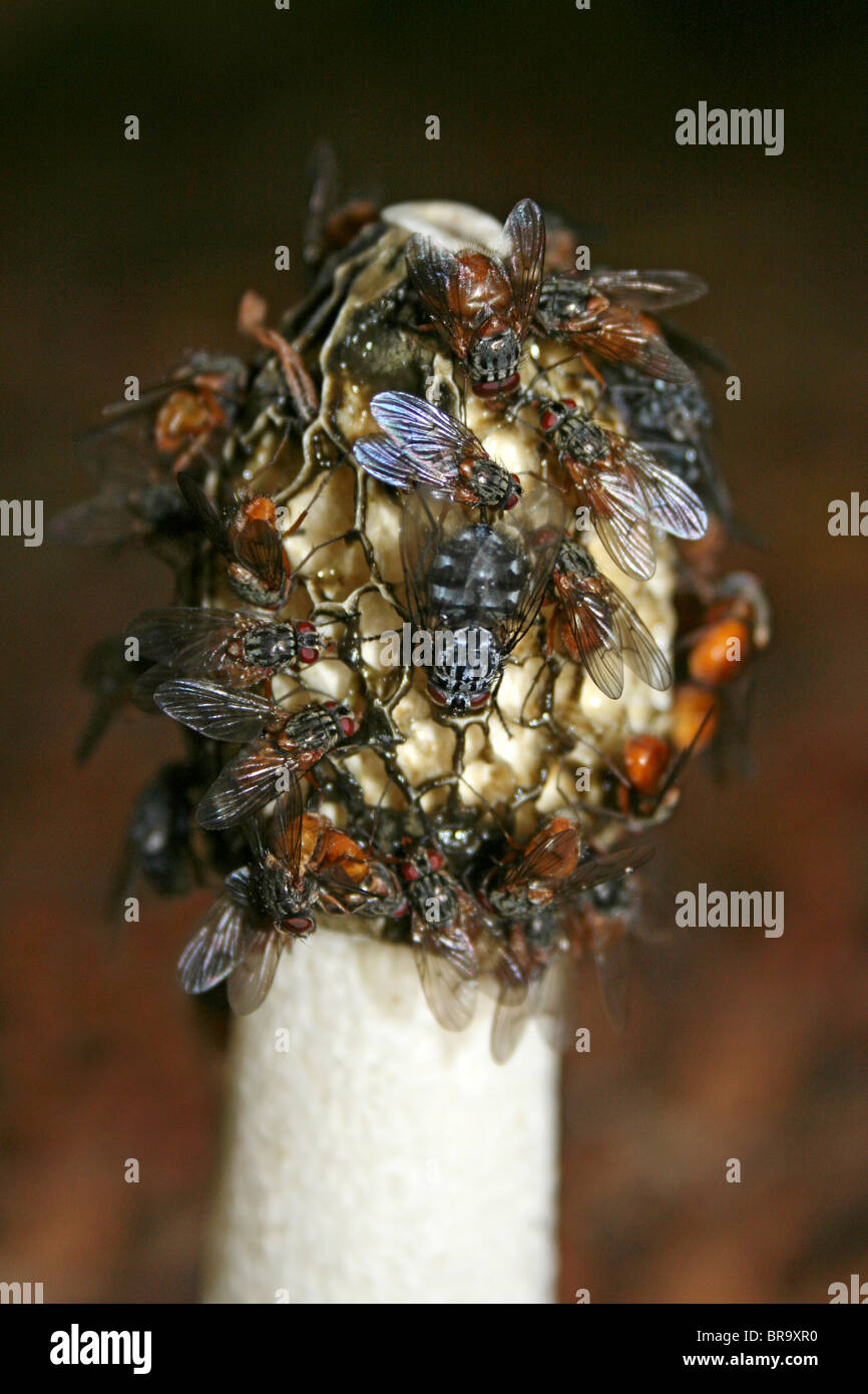 Flies On The Head Of A Common Stinkhorn Phallus impudicus Taken at Dibbinsdale LNR, Wirral, UK Stock Photo