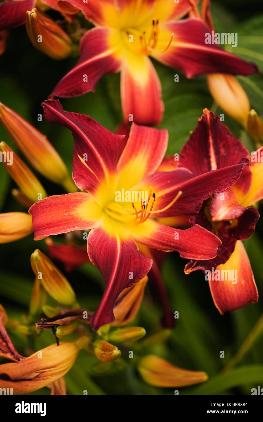 Hemerocallis ‘Red Suspenders’, Day Lilies Stock Photo Alamy