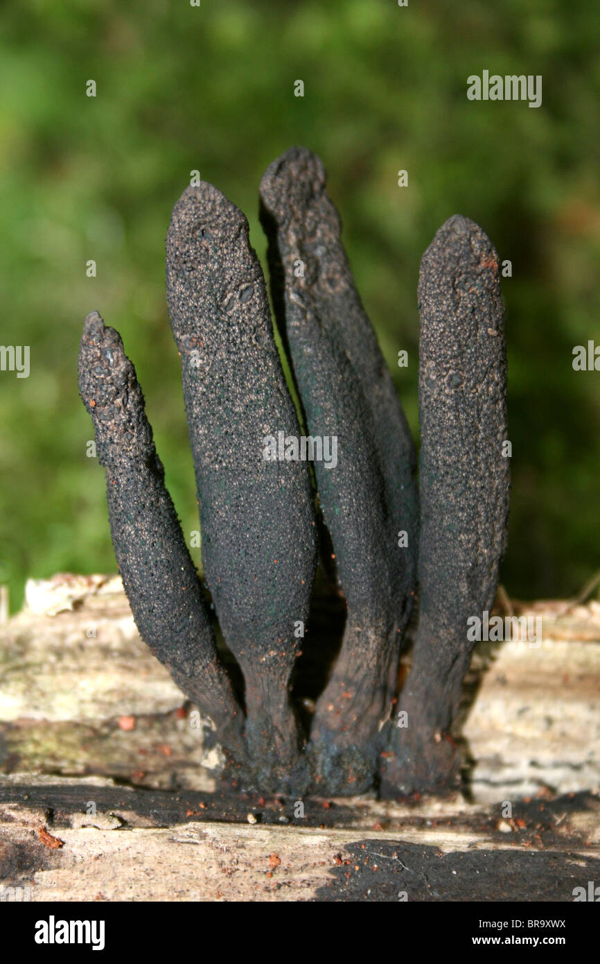 Dead Man's Fingers Xylaria polymorpha Taken at Dibbinsdale LNR, Wirral, UK Stock Photo