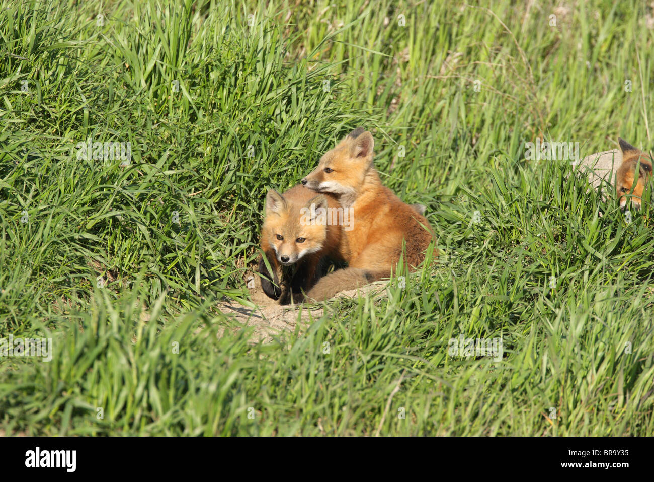 Red Fox Vulpes vulpes two cubs sitting outside their den in long grass Stock Photo