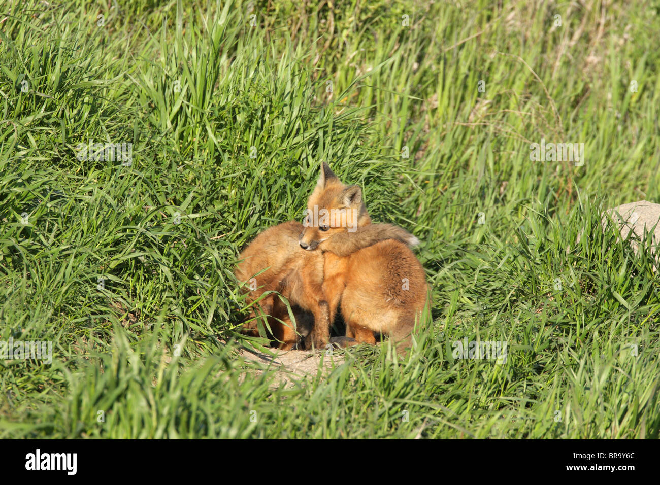 Red Fox Vulpes vulpes two cubs playing outside their den in long grass one with the others tail in its mouth Stock Photo