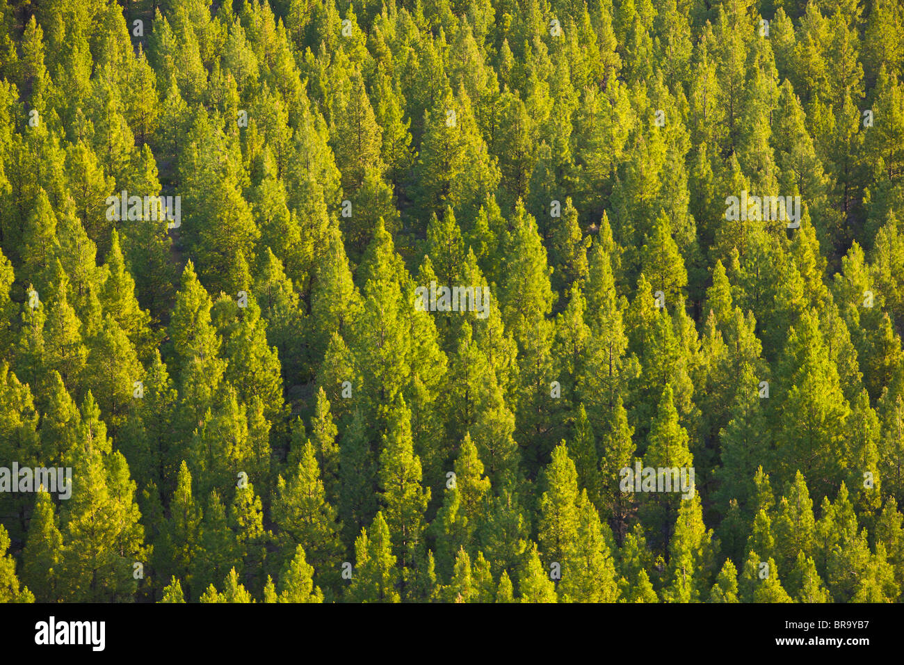 THREE SISTERS WILDERNESS, OREGON, USA - Forest of trees in Deschutes National Forest. Stock Photo