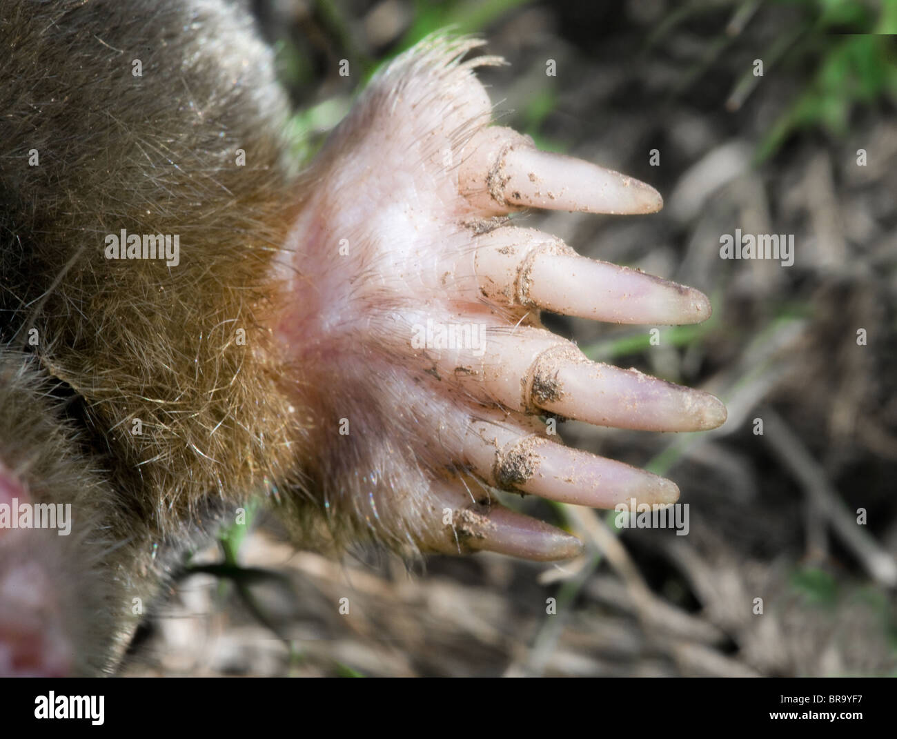Delicate yet powerful hand of a mole Talpa europaea Stock Photo