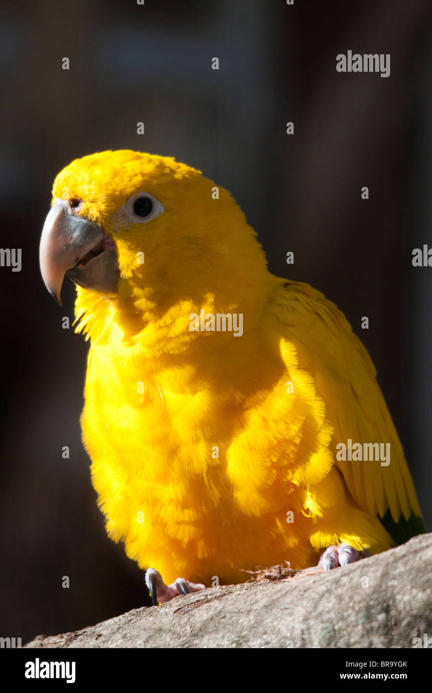 Golden Parakeet or Golden Conure (Guaruba guarouba) Stock Photo