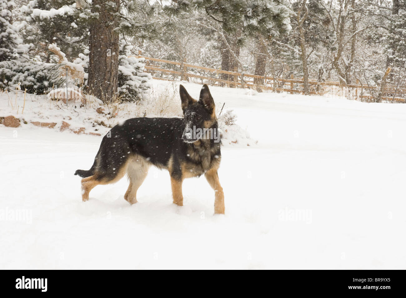 GERMAN SHEPHERD DOG WALKING IN WINTER SNOW Stock Photo