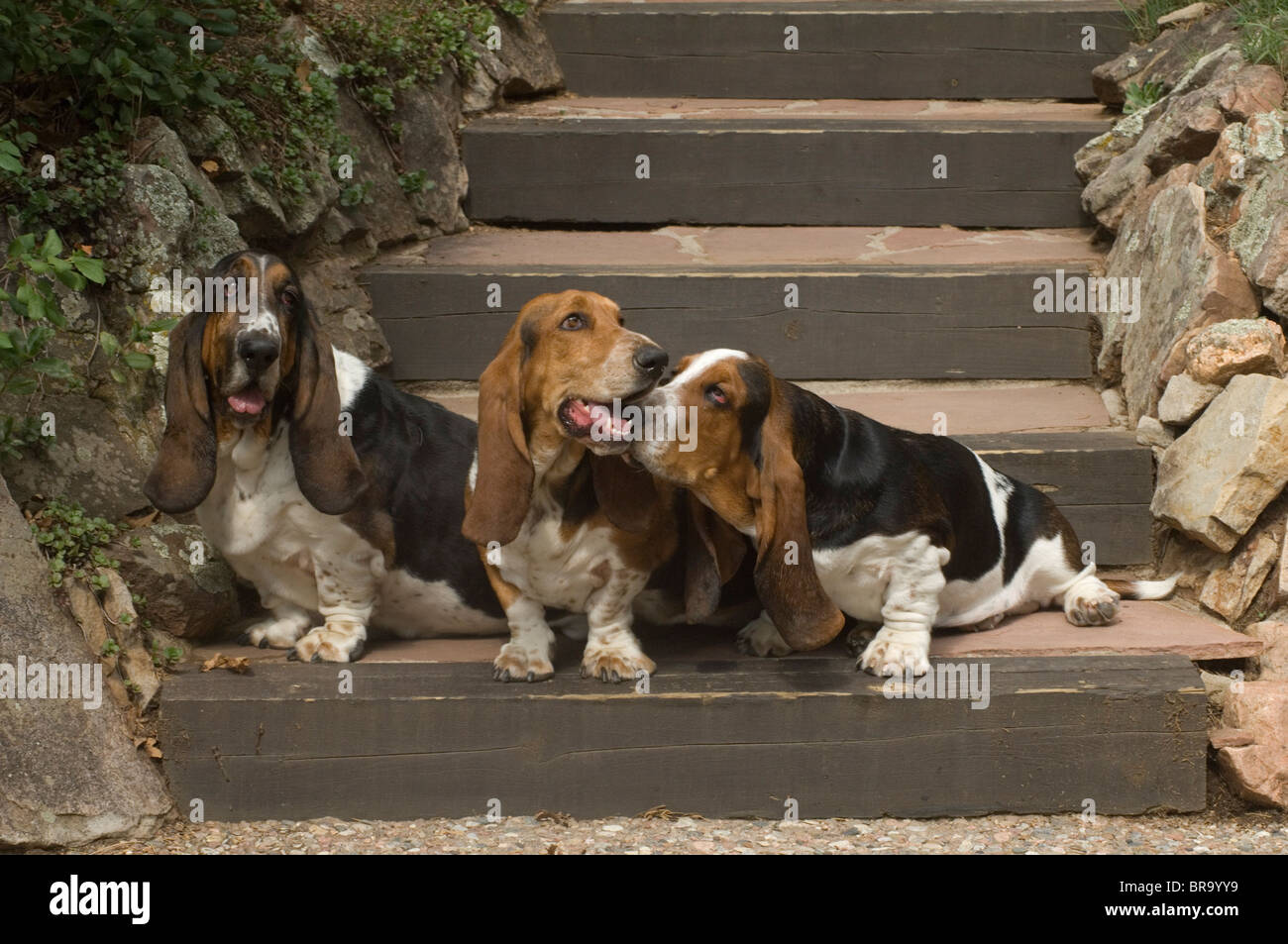 THREE BASSET HOUNDS ON OUTDOOR STEPS Stock Photo