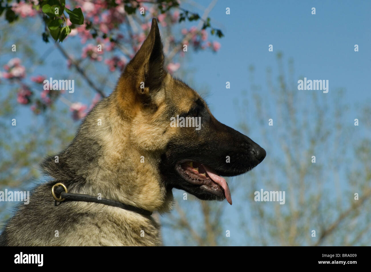 PROFILE HEAD GERMAN SHEPHERD DOG OUTDOOR SPRING BLOSSOM IN BACKGROUND Stock Photo