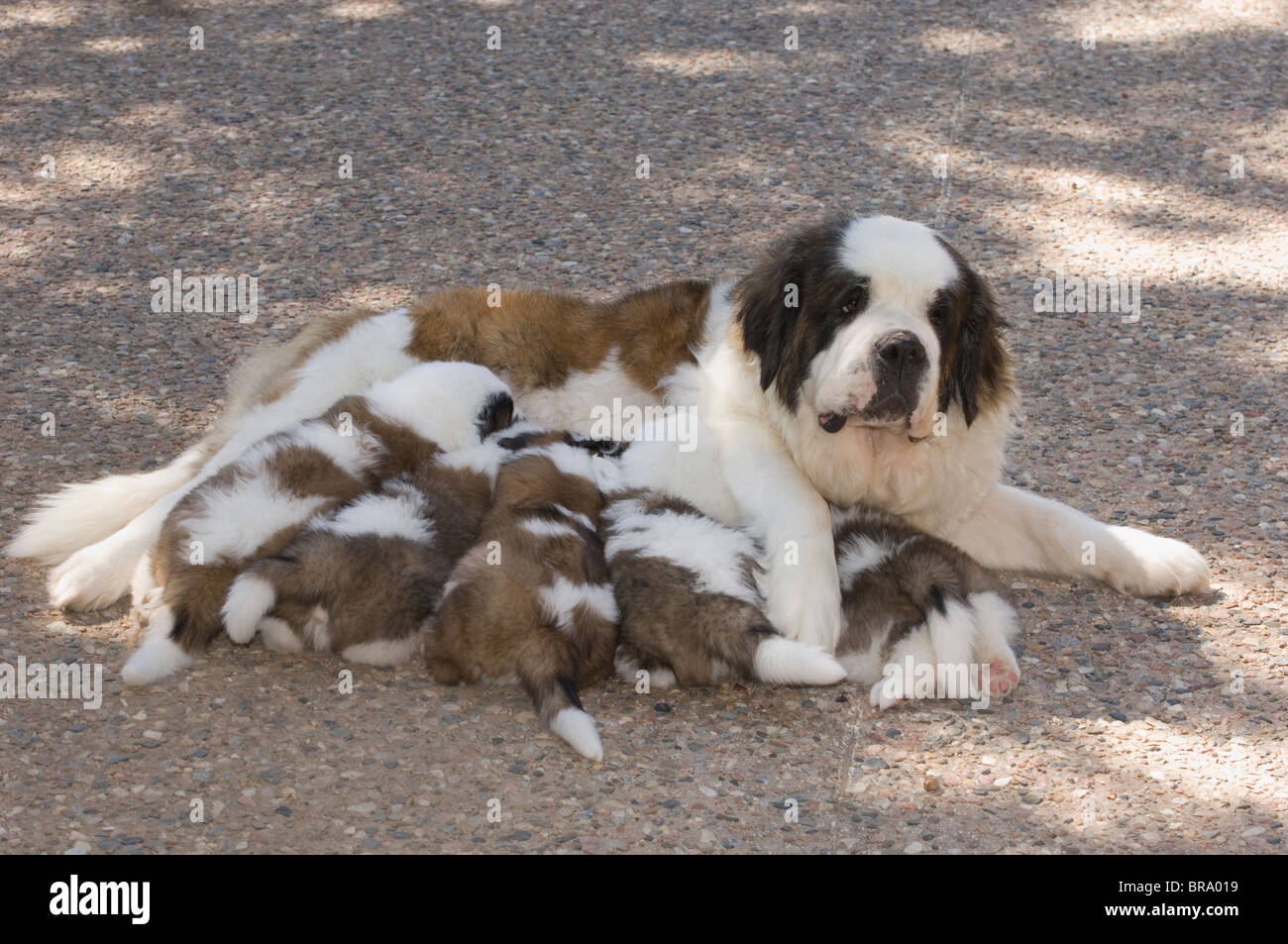 ST. BERNARD DOG NURSING LITTER OF PUPPIES Stock Photo Alamy