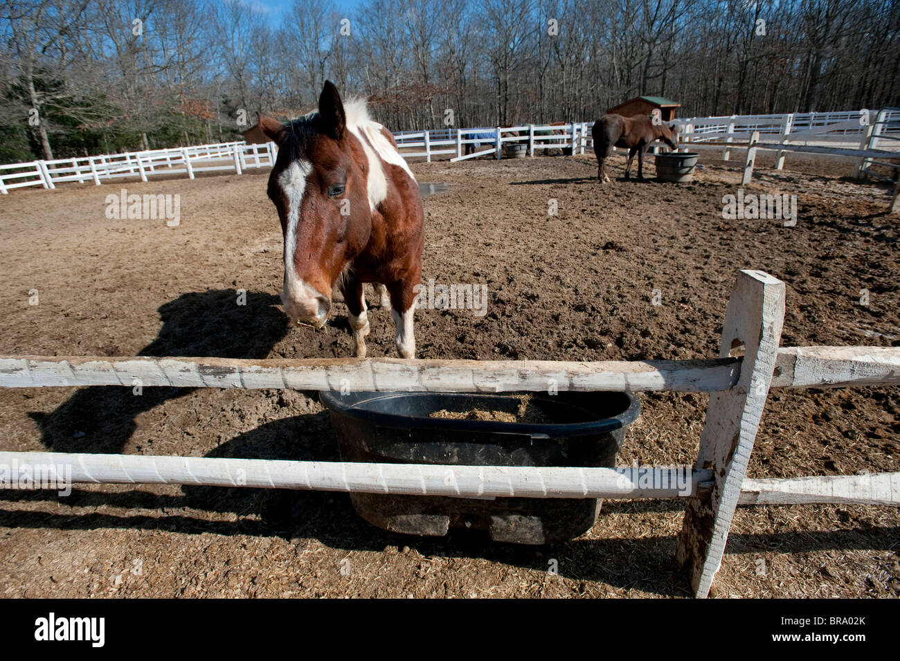 Rescued horses at amaryllis horse rescue barn in Sagaponack, New York