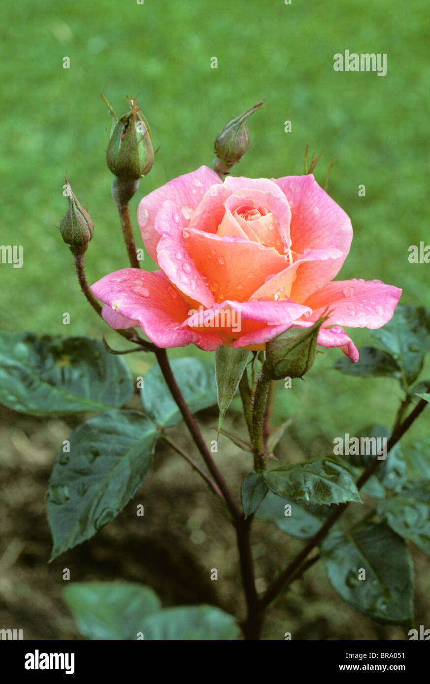 DEW DROPS ON PINK ROSE IN GARDEN Stock Photo - Alamy
