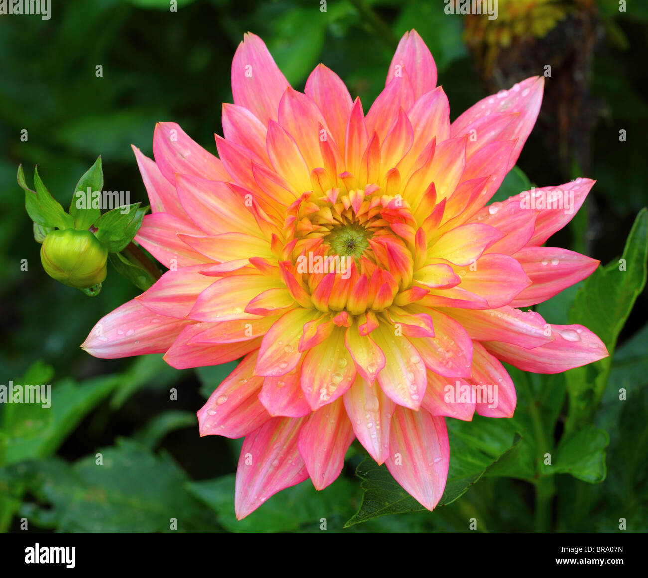Pink and yellow dahlia flower close up Stock Photo