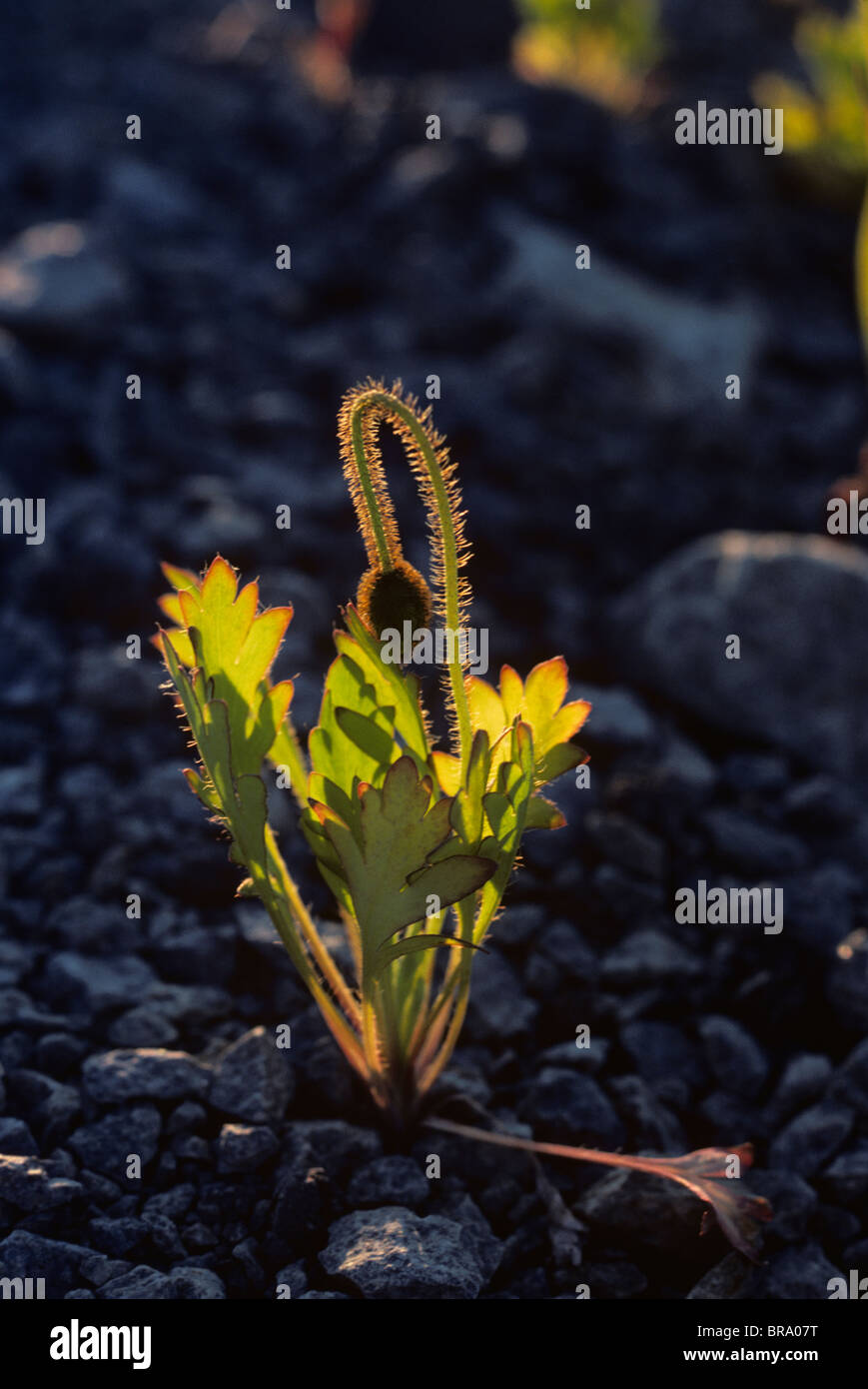 1980s BUDDING POPPY FLOWER GROWING IN ROCKY SOIL Stock Photo Alamy