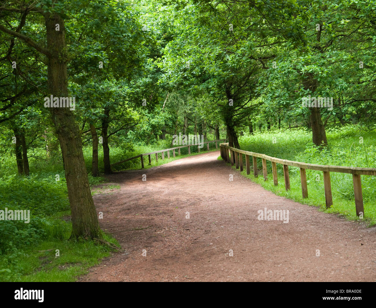 A path through Sherwood Forest, Nottinghamshire England UK Stock Photo ...