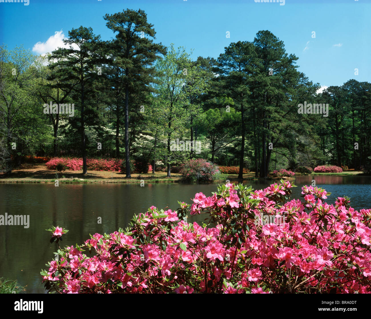 1980s Spring Azalea Bushes Zemurray Gardens Loranger Louisiana Stock Photo Alamy