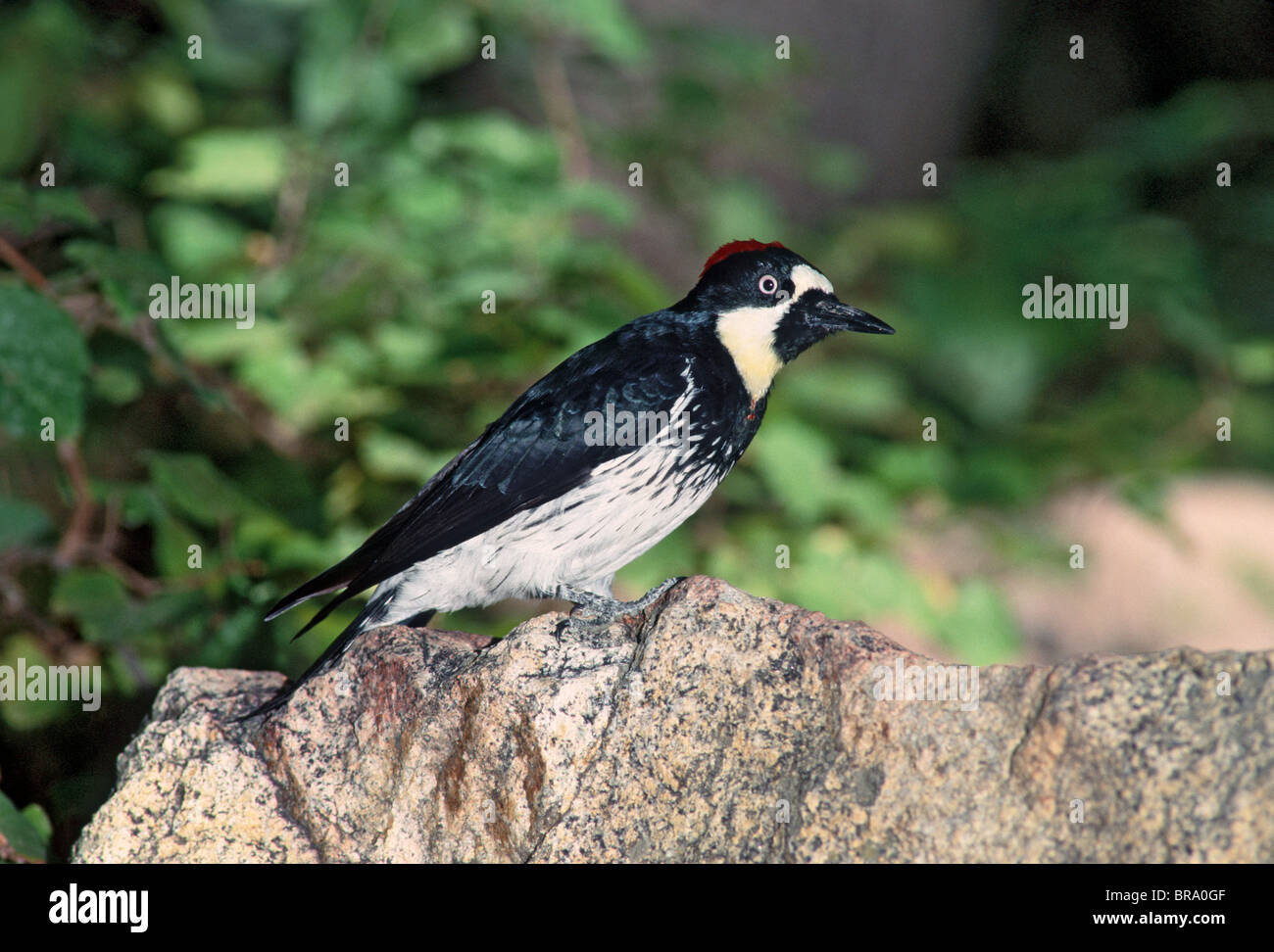 Acorn Woodpecker Stock Photo