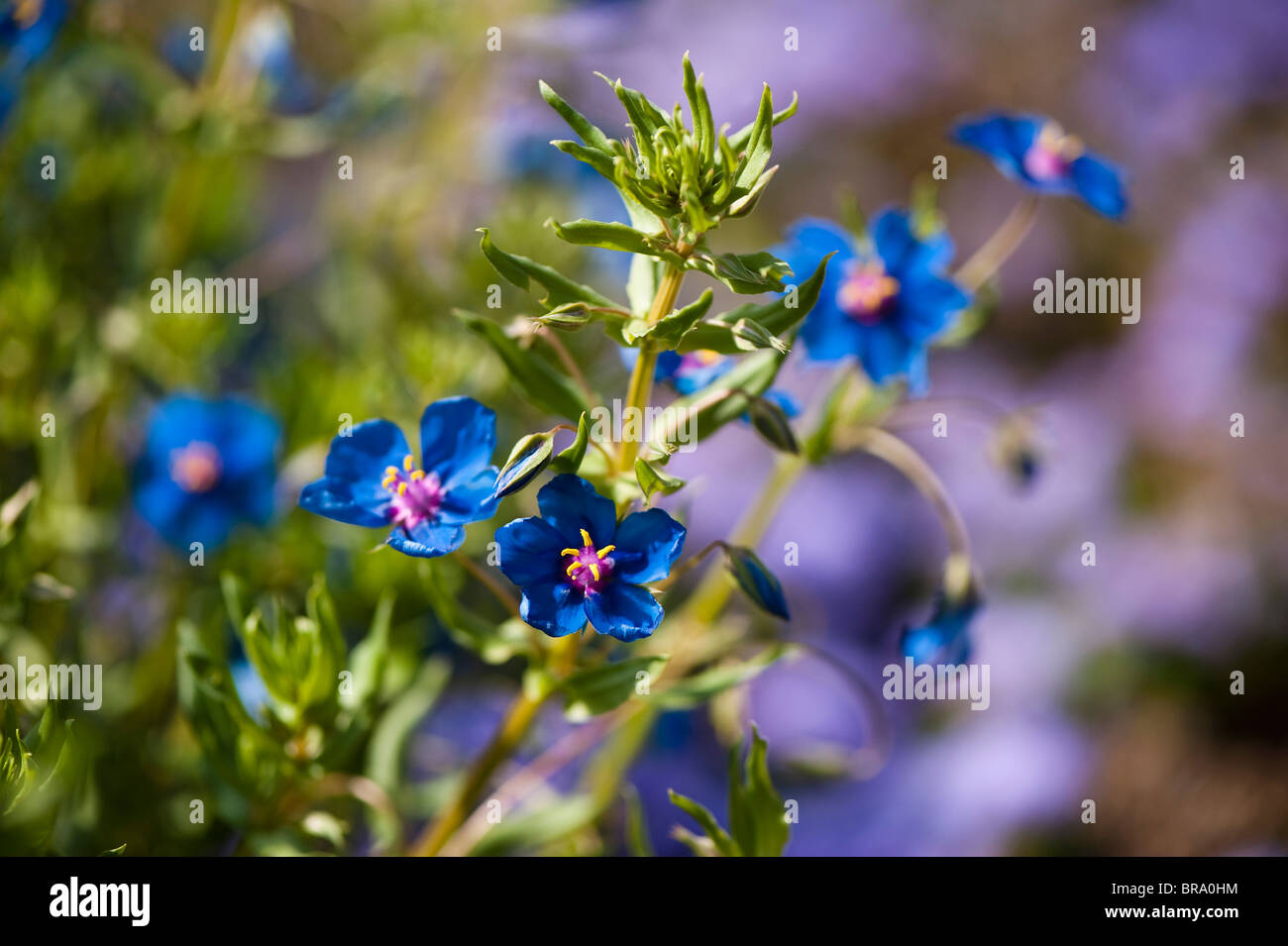 Blue Pimpernel, Anagallis arvensis var. caerulea, in flower Stock Photo