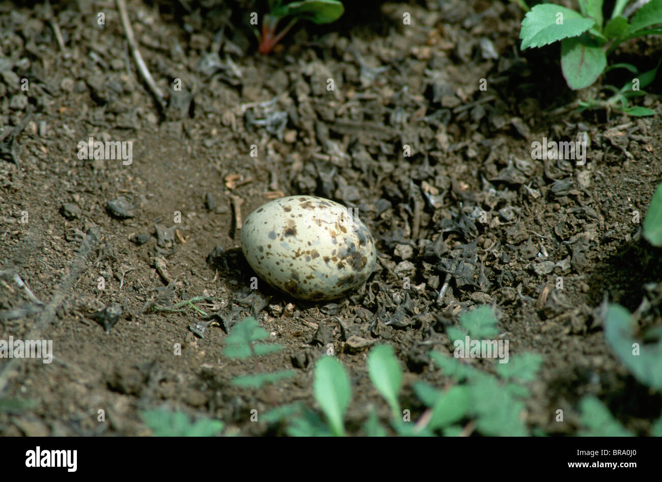 Chestnut-bellied Sandgrouse nest & egg. Pterocles exustus Stock Photo