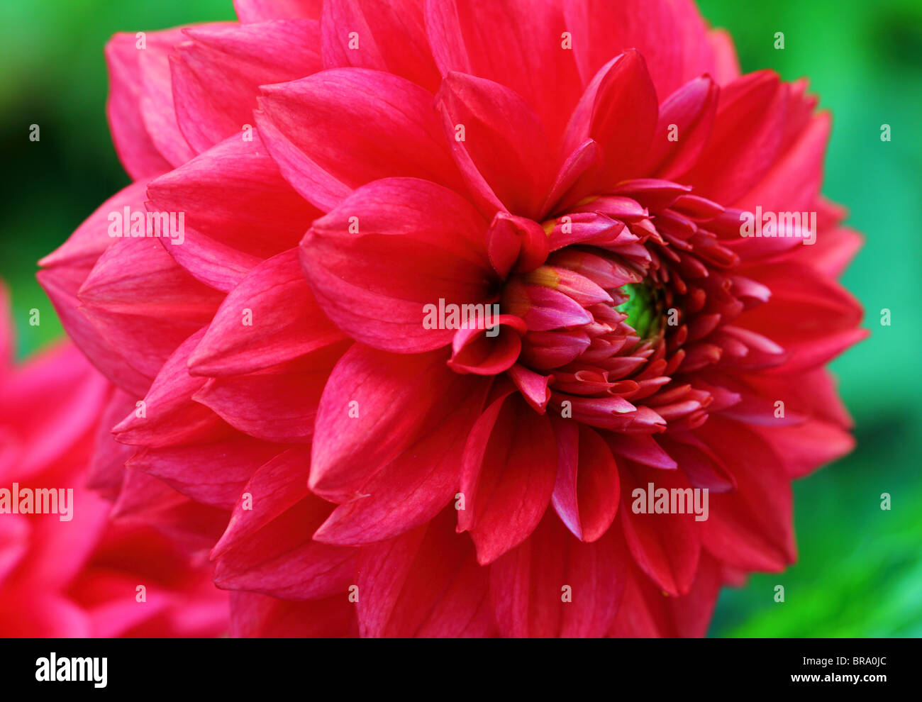 Dahlia flower hires stock photography and images Alamy