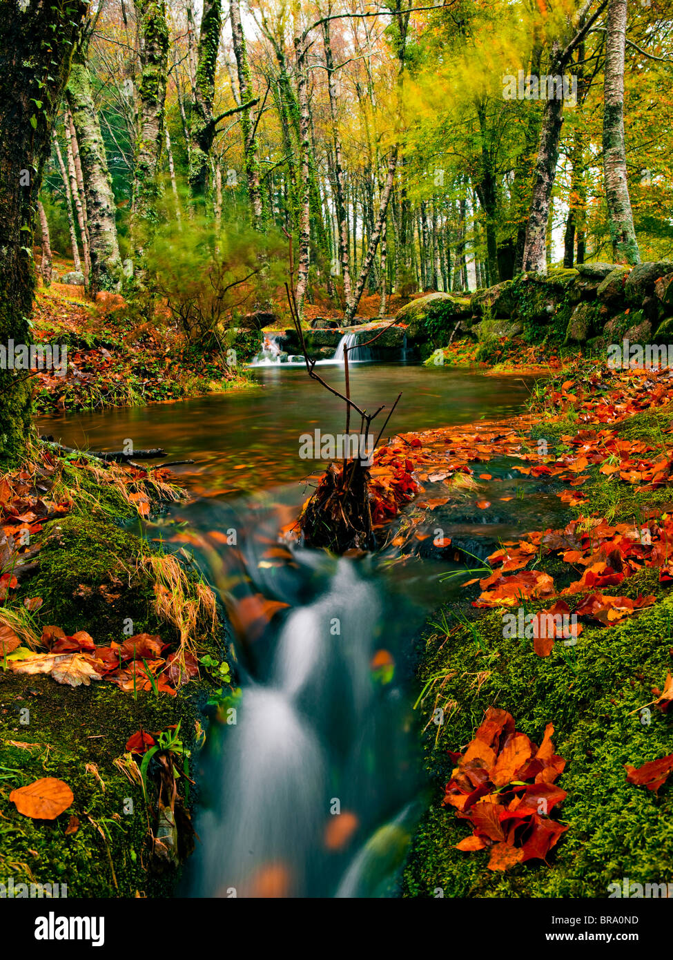 Beautiful river flowing by the forest during the Autumn season Stock Photo