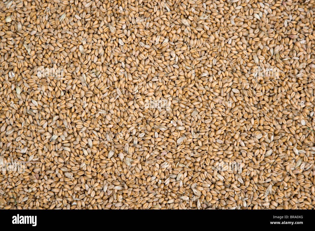 Wheat grain seeds of Triticum species of grasses before milling for flour bran and wheatgerm Stock Photo