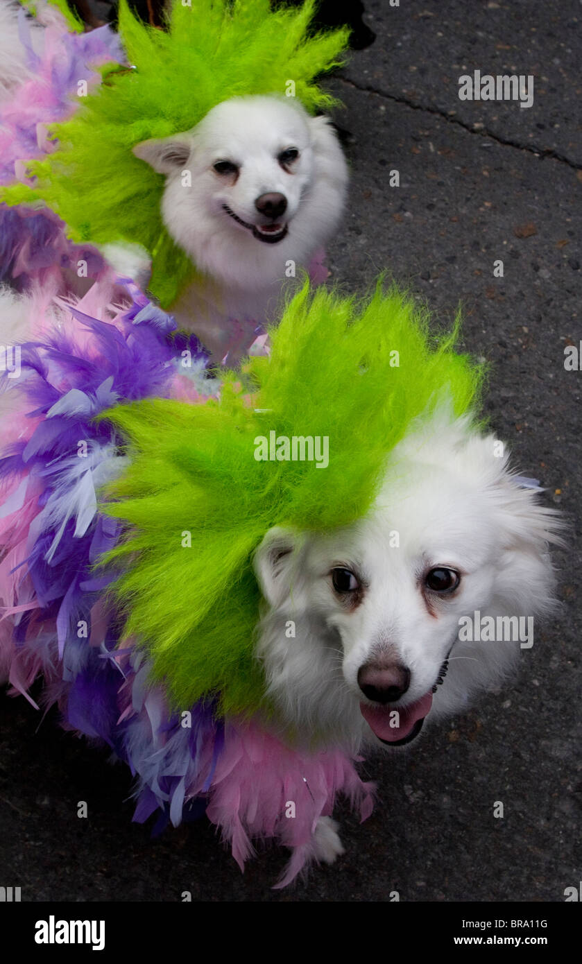 Costumed dogs parade in New Orleans during the annual Barkus Mardi Gras Parade. Stock Photo