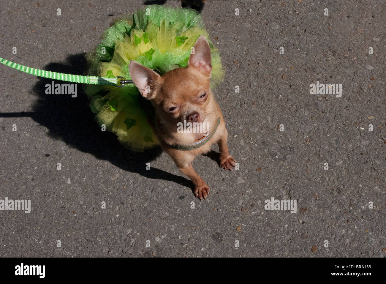 Costumed dogs parade in New Orleans during the annual Barkus Mardi Gras Parade. Stock Photo