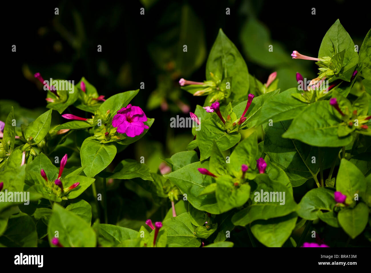 Four O Clock Flowers Hi Res Stock Photography And Images Alamy Four O Clock Flowers Hi Res Stock Photography And Images Alamy