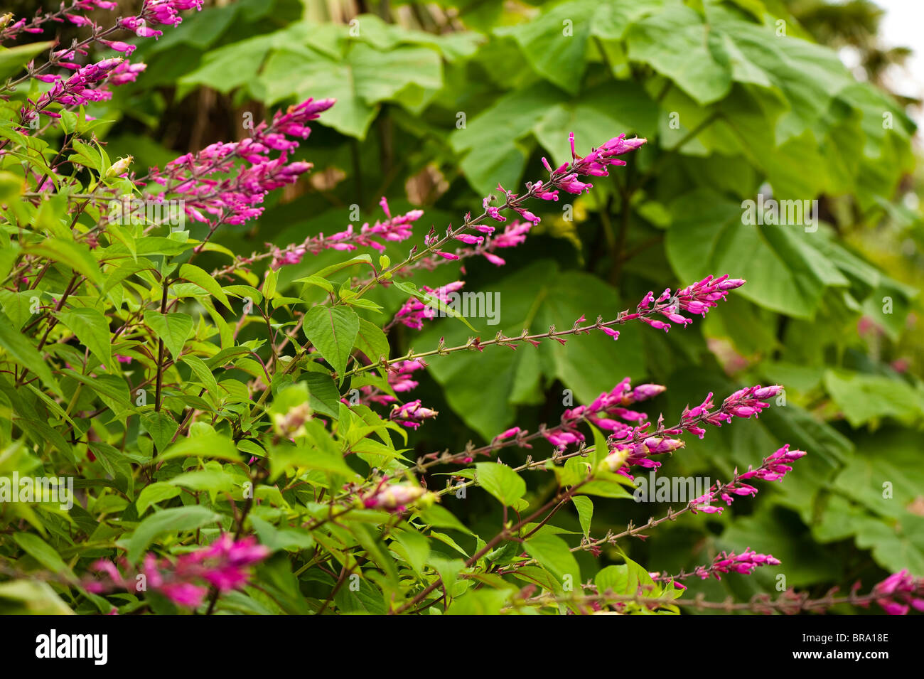 Salvia involucrata, Roseleaf sage, in flower Stock Photo