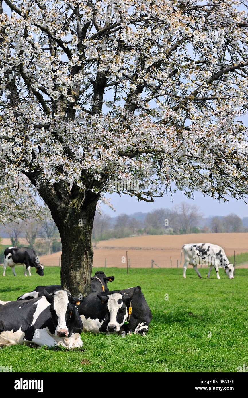 Cows (Bos taurus) resting in orchard with cherry trees blossoming