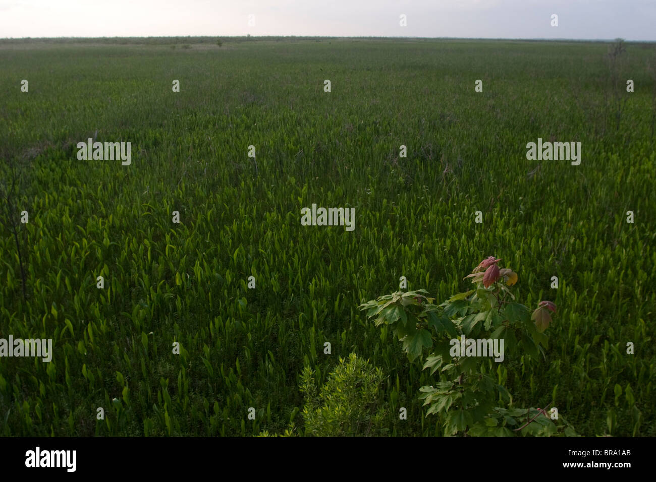 The pristine marshland in Jean Lafite State Park in Lafite, Louisiana, a half an hour west of New Orleans. Stock Photo