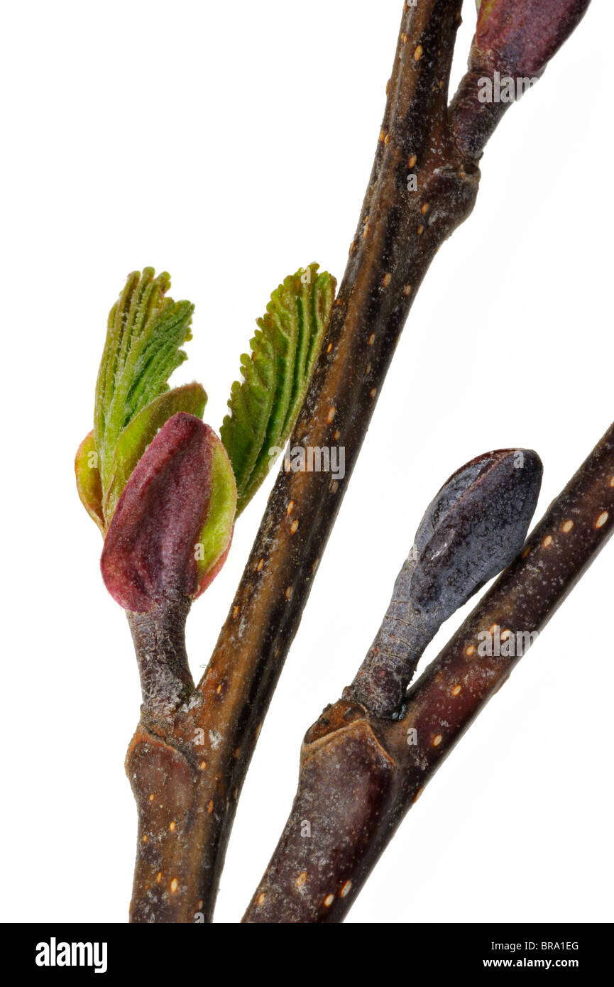 Black Alder / European Alder / Common Alder (Alnus glutinosa) buds opening and leaves emerging in spring, Belgium Stock Photo
